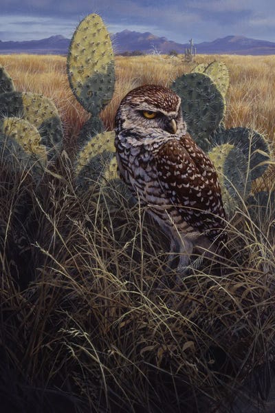 Cacti: Burrowing Owl by John Seerey-Lester