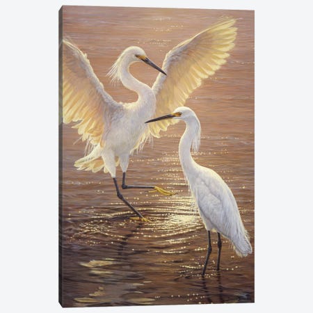 Evening Duet - Snowy Egrets Canvas Print #NYL8} by John Seerey-Lester Art Print