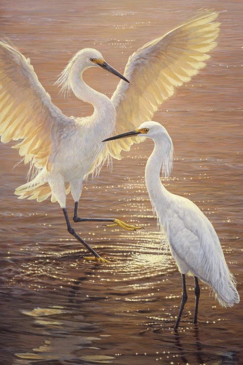 Evening Duet - Snowy Egrets