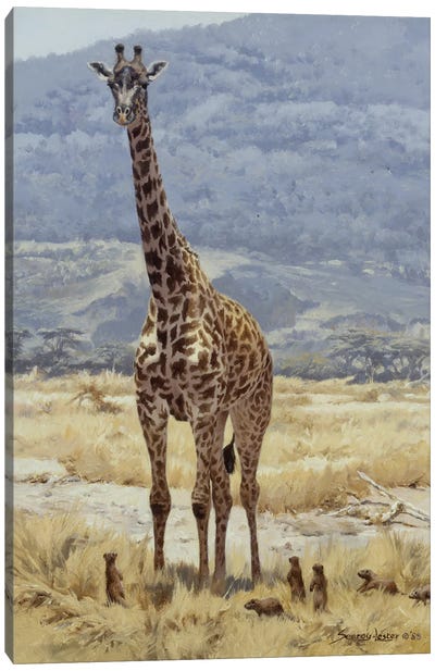 Extremes - Giraffe and Mongoose Canvas Art Print - Fine Art Safari