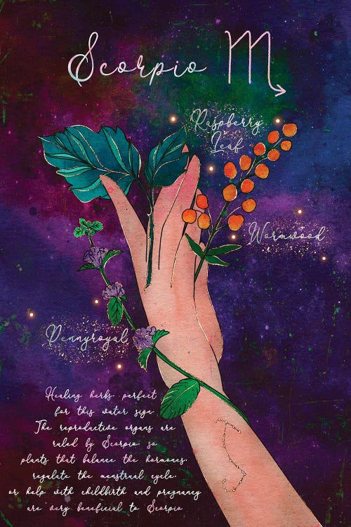 Scorpio Healing Herbs by Olivia Bürki wall art