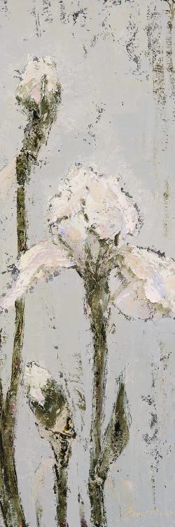 White Iris