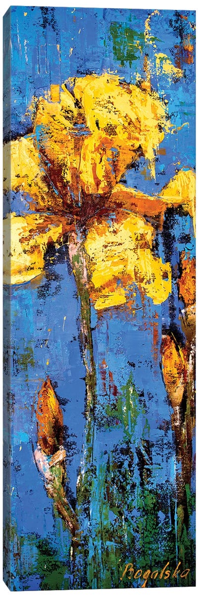 Yellow Iris Canvas Art Print - Olena Bogatska