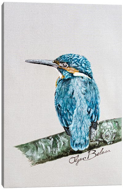 Kingfisher Canvas Art Print - Olga Belova