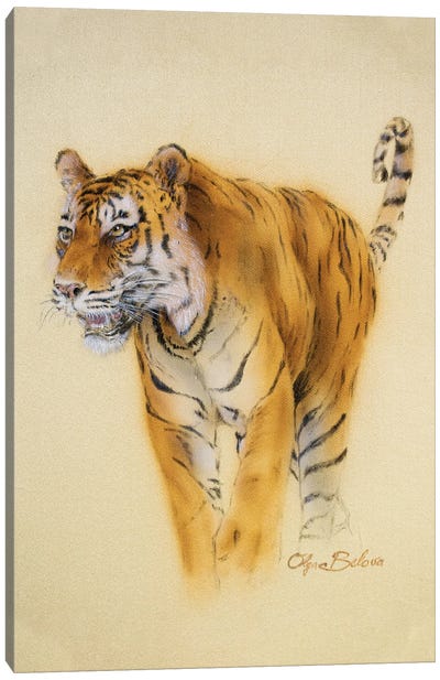 Mini Tiger I Canvas Art Print - Olga Belova