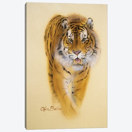 Mini Tiger III Canvas Print #OBV21} by Olga Belova Canvas Art Print