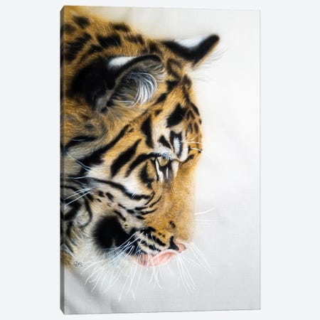 Tiger Portreit Canvas Print #OBV37} by Olga Belova Canvas Print