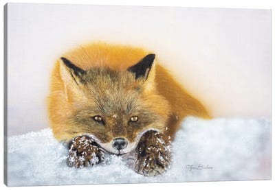 Fox II Canvas Art Print - Olga Belova
