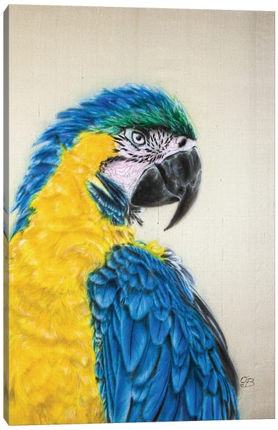 Macaw Canvas Art Print - Olga Belova