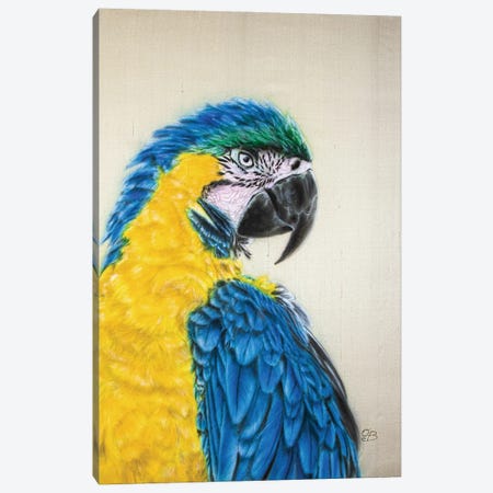 Macaw Canvas Print #OBV42} by Olga Belova Art Print