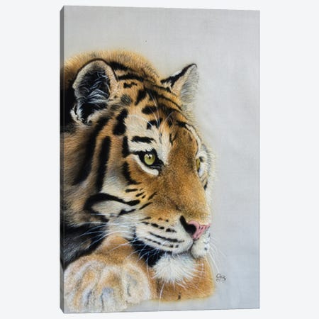 Dreaming Tiger Canvas Print #OBV44} by Olga Belova Canvas Wall Art