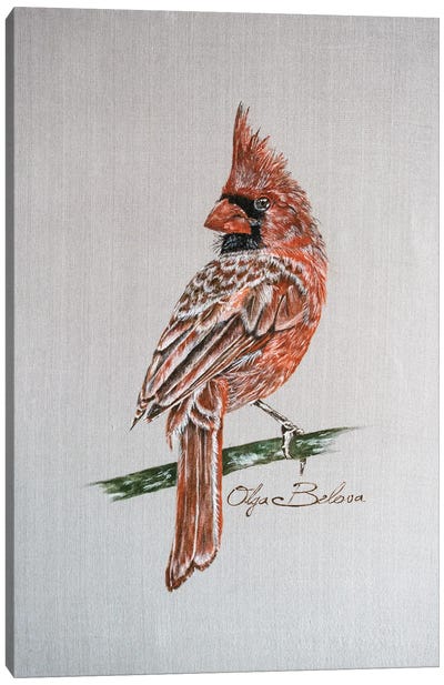Ed Cardinal Canvas Art Print - Olga Belova