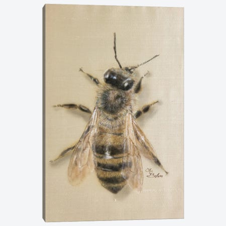 Silky Bee Canvas Print #OBV49} by Olga Belova Canvas Art Print