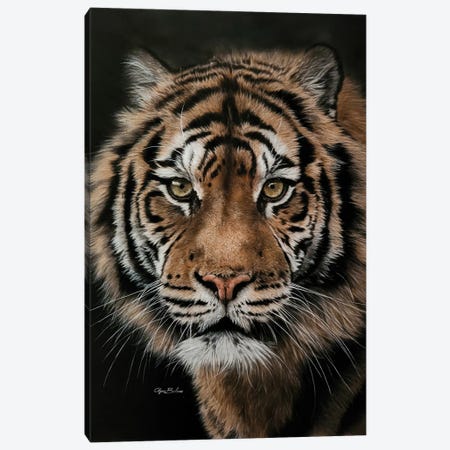 Tiger On Black I Canvas Print #OBV53} by Olga Belova Canvas Art