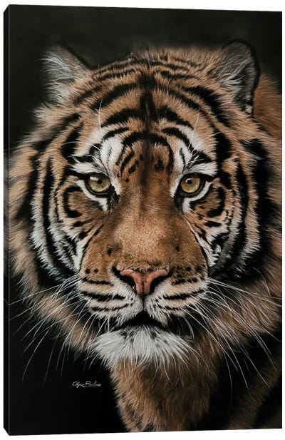 Tiger On Black I Canvas Art Print - Olga Belova