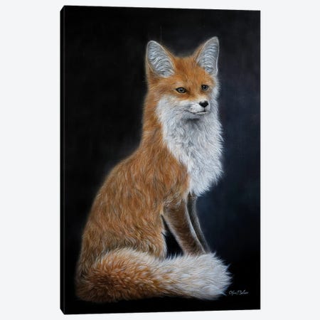 Grey Fox Canvas Print #OBV57} by Olga Belova Art Print