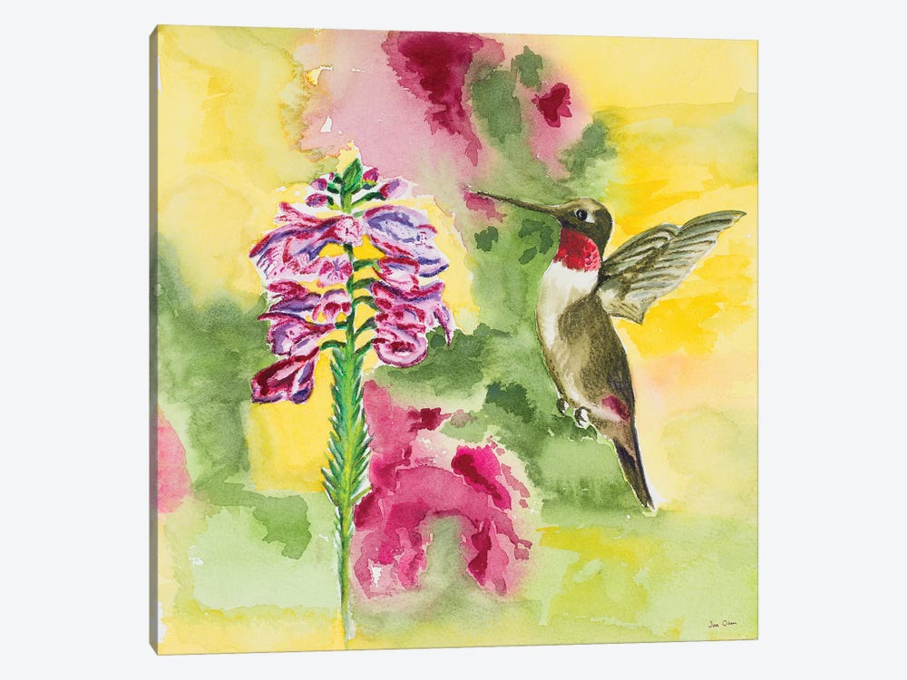 Watercolor Hummingbird by Jan Odum 1-piece Canvas Art