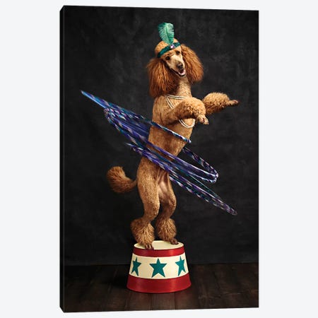 The Poodle Hula Hoop Extraordinaire Canvas Print #ODT24} by Oddball Tails Canvas Artwork