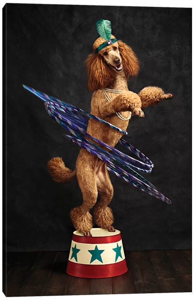 The Poodle Hula Hoop Extraordinaire Canvas Art Print - Oddball Tails