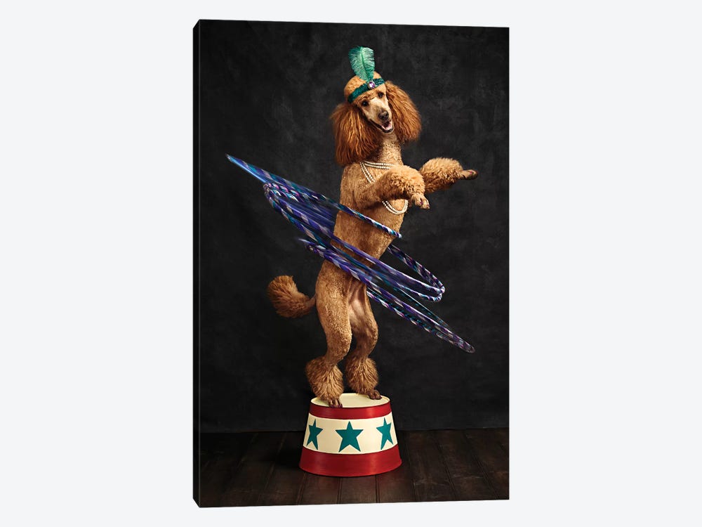 The Poodle Hula Hoop Extraordinaire by Oddball Tails 1-piece Canvas Art