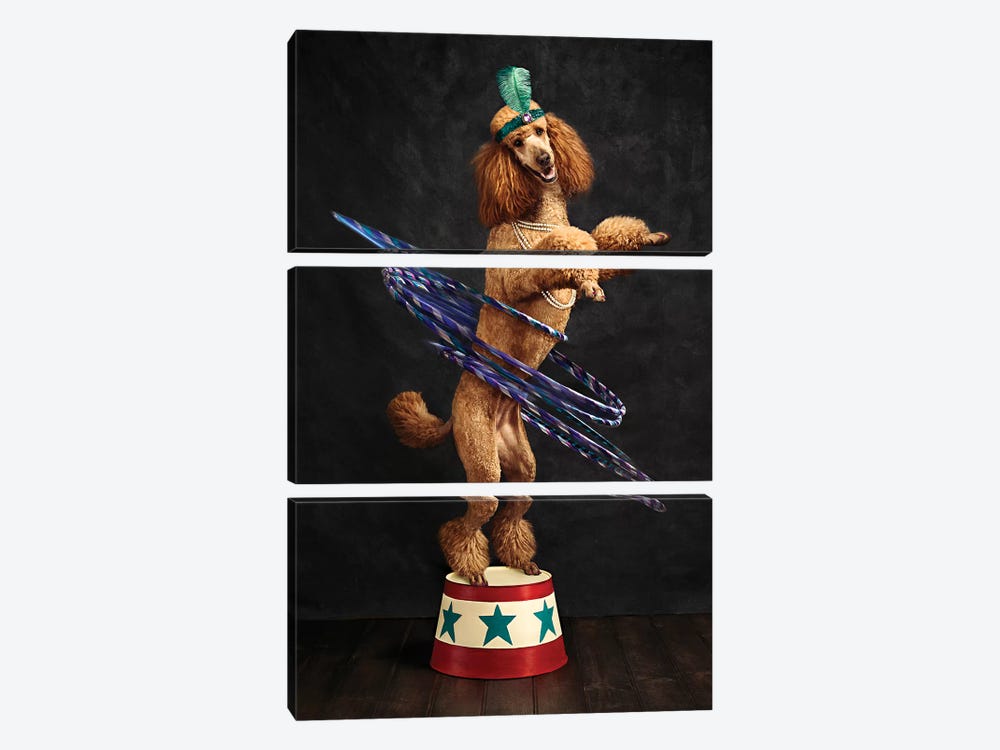 The Poodle Hula Hoop Extraordinaire by Oddball Tails 3-piece Canvas Art