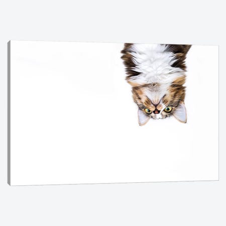 Upside Down Cat Canvas Print #ODT32} by Oddball Tails Canvas Artwork