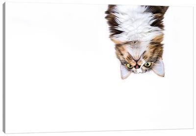 Upside Down Cat Canvas Art Print - Oddball Tails