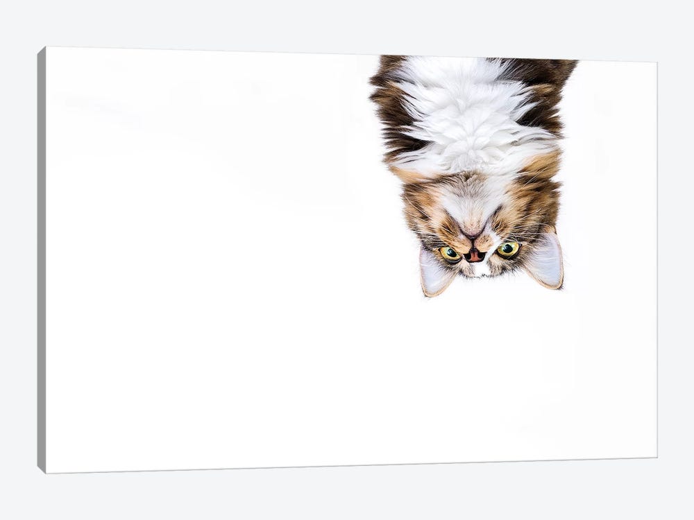 Upside Down Cat by Oddball Tails 1-piece Canvas Print