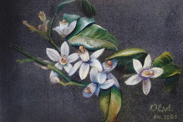Orange Blossoms