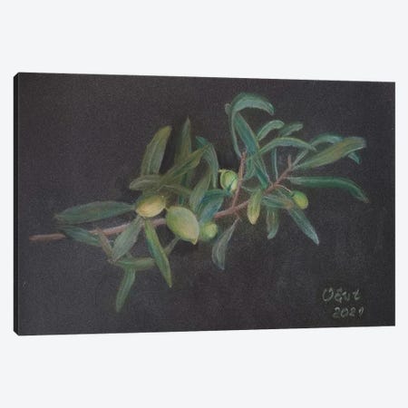 Olive Branch Canvas Print #OEV50} by Oksana Evteeva Canvas Print