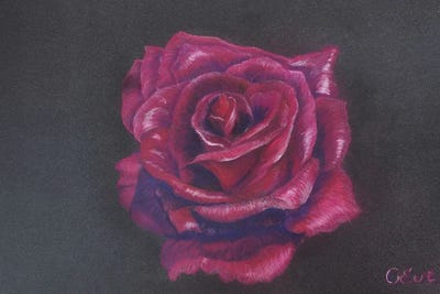 Perfect Velvet Burgundy Rose by Oksana Evteeva framed wall art