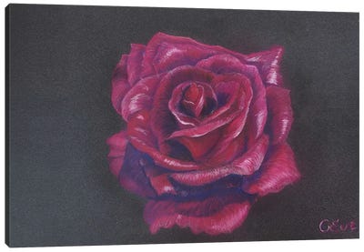 Perfect Velvet Burgundy Rose Canvas Art Print - Oksana Evteeva