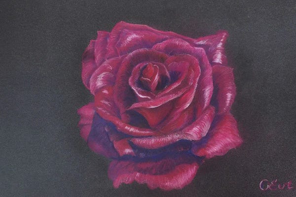 Fine Art Print: Perfect Velvet Burgundy Rose by Oksana Evteeva
