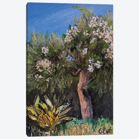 Olive In The Arms Of Blooming Bougainvillaea. Plein-Air. Canvas Print #OEV7} by Oksana Evteeva Canvas Art