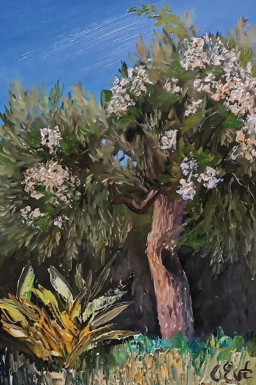 Olive In The Arms Of Blooming Bougainvillaea. Plein-Air.