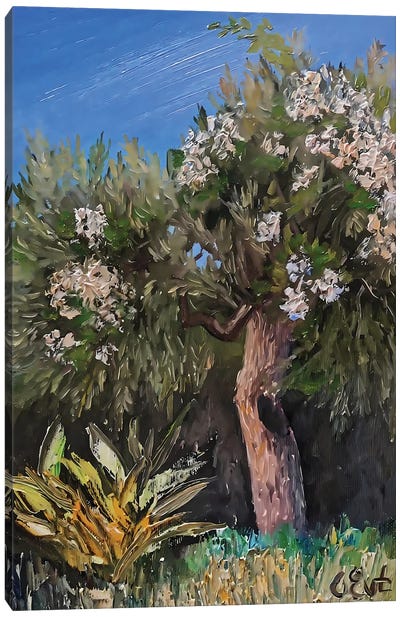 Olive In The Arms Of Blooming Bougainvillaea. Plein-Air. Canvas Art Print - Oksana Evteeva