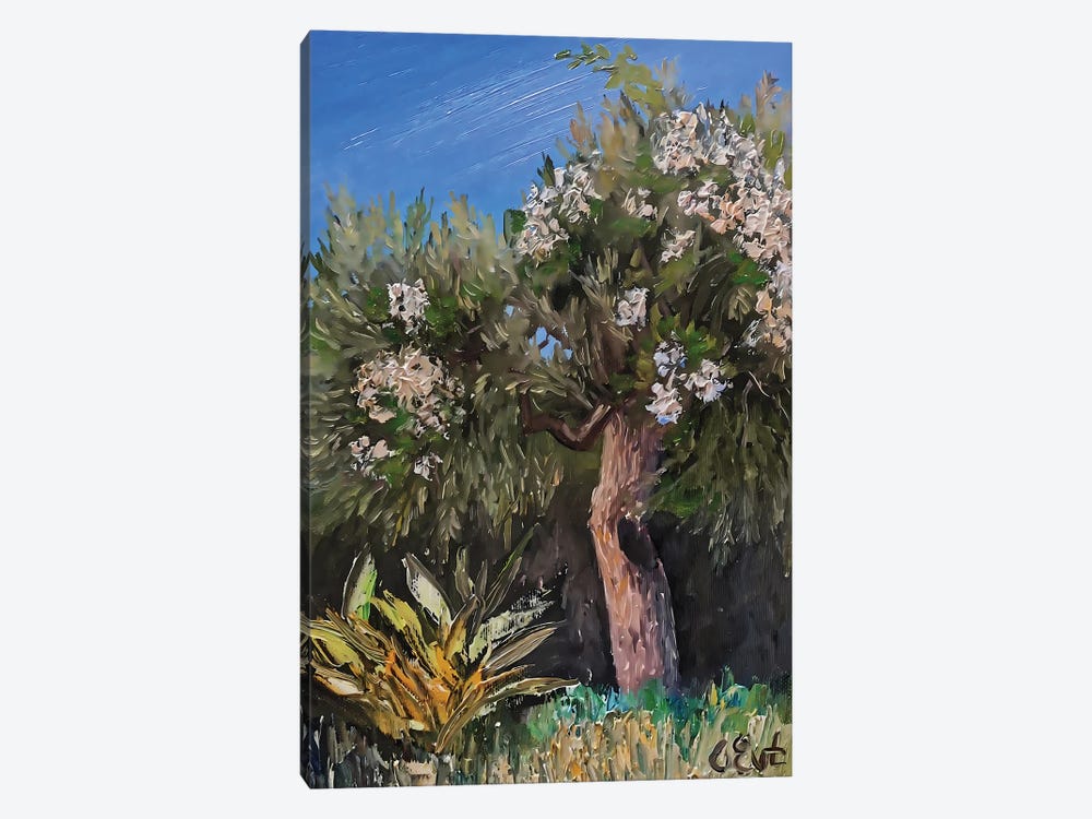 Olive In The Arms Of Blooming Bougainvillaea. Plein-Air. by Oksana Evteeva 1-piece Canvas Print