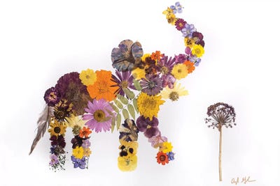 Elephant - Eli by Oxeye Floral Co canvas print