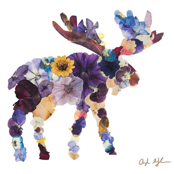 Oxeye Floral Co: Moose by Oxeye Floral Co