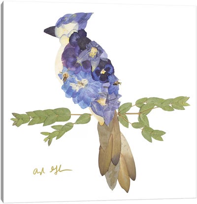 Blue Jay Canvas Art Print - Oxeye Floral Co