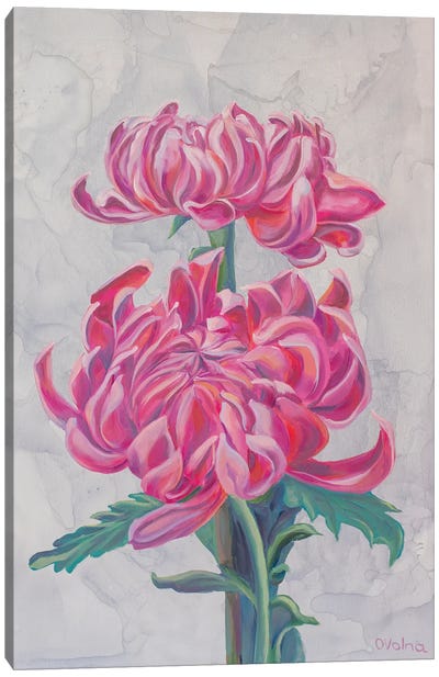 Dahlias Canvas Art Print - Gray & Pink Art