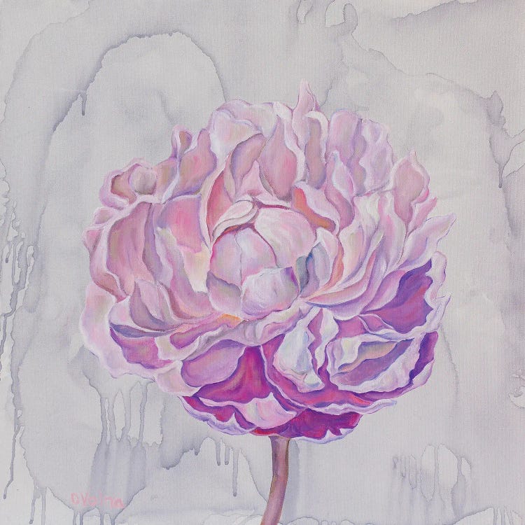 Peony On Gray