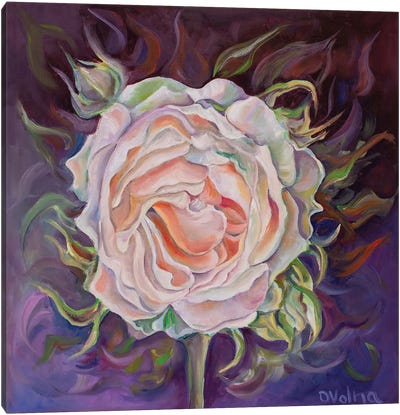 Rose Canvas Art Print - Olga Volna