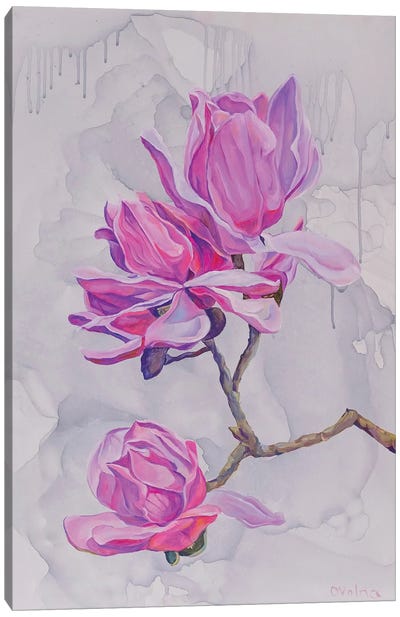 Magnolias Canvas Art Print - Olga Volna