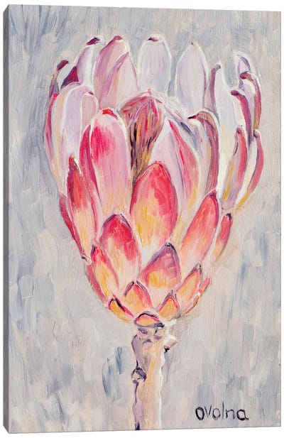 Silver Protea Canvas Art Print - Protea