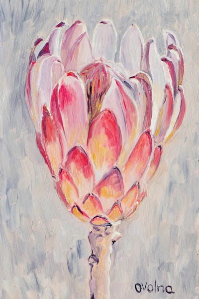 Protea: Silver Protea by Olga Volna