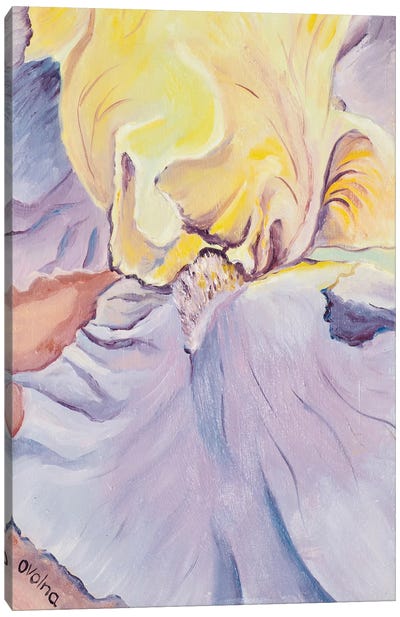 Yellow Iris Canvas Art Print - Olga Volna