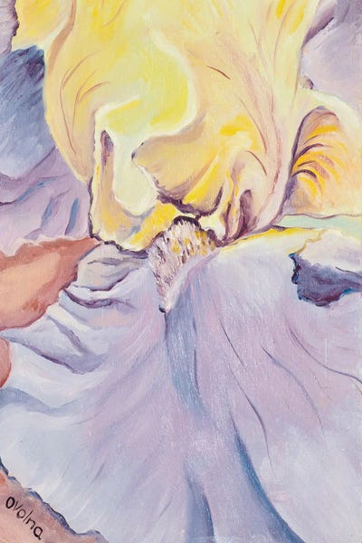 Irises: Yellow Iris by Olga Volna