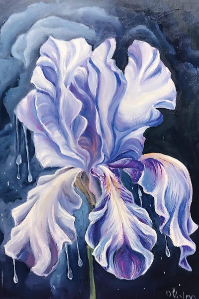 Olga Volna: Dew On An Iris by Olga Volna