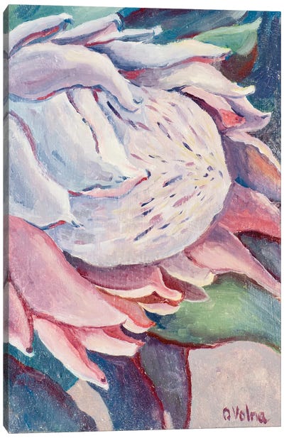 Protea Canvas Art Print - Olga Volna
